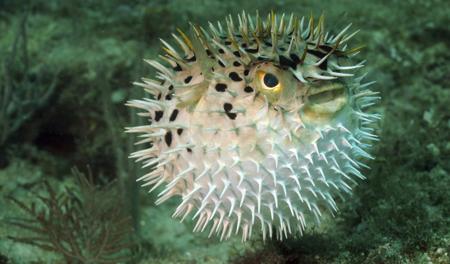 Blowfish or puffer fish swimming in the ocean