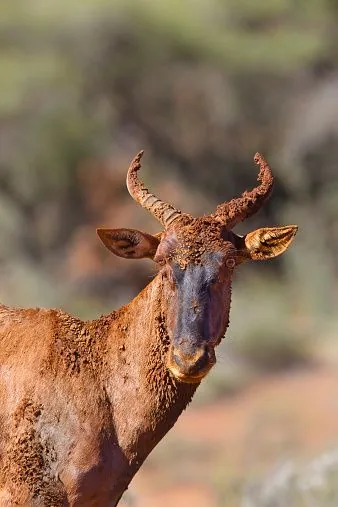 Tsessebe antelope