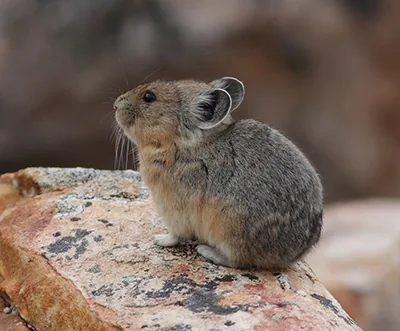 American pika on a rocky slope