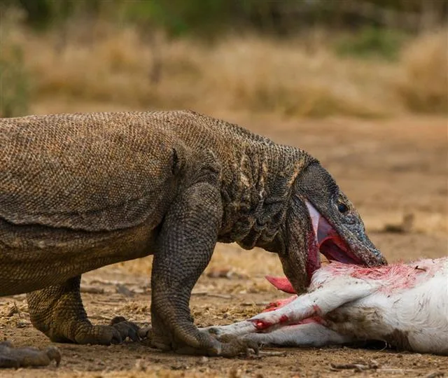 Komodo dragons eating their prey