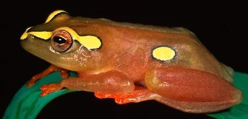 Argus reed frog - Hyperolius argus