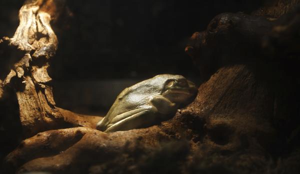 A frog resting at the bottom of a shallow creek, partially buried in mud