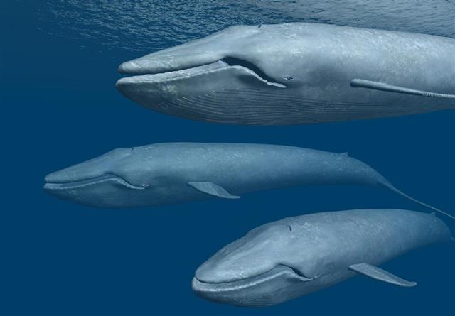 Blue whale