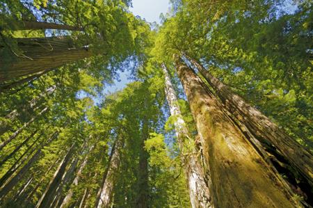 Looking straight up the towering trunks of a coast redwood forest, sunlight filtering through the green canopy high above.