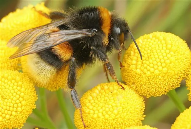 Bombus pascuorum bumblebee showing its long antennae
