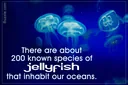 Types of Jellyfish