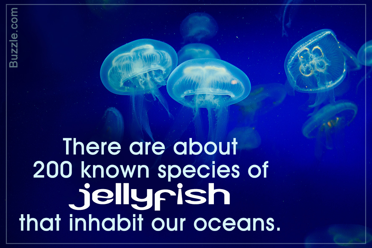 Several translucent jellyfish float in deep blue ocean water.