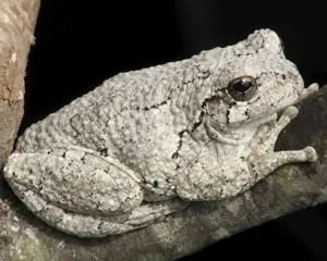 Gray tree frog - Hyla versicolor