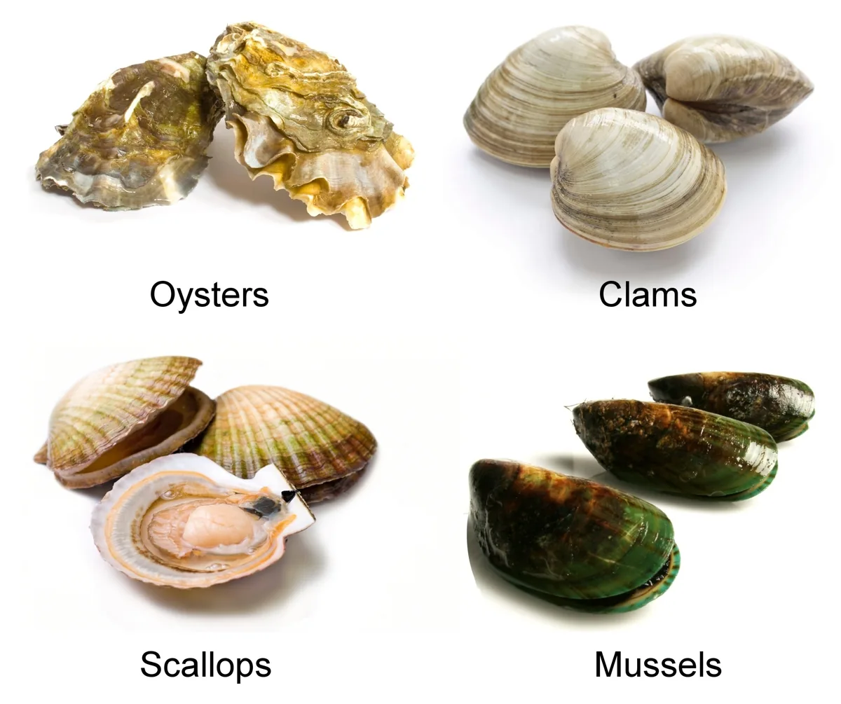 Oysters, clams, scallops, and mussels, bivalve mollusks