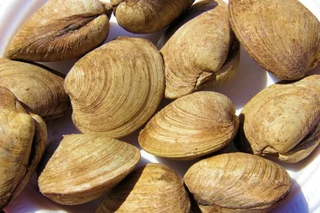Quahog Clams, round, ridged hard-shell clams in a pile