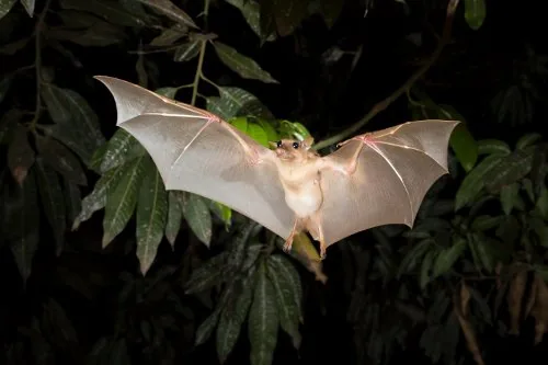 Gambian epauletted fruit bat