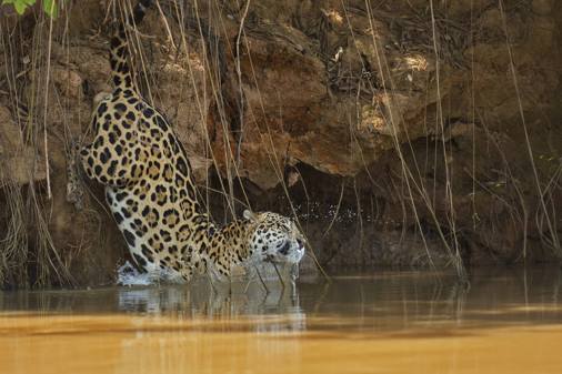 A jaguar wading into a river in the Amazon
