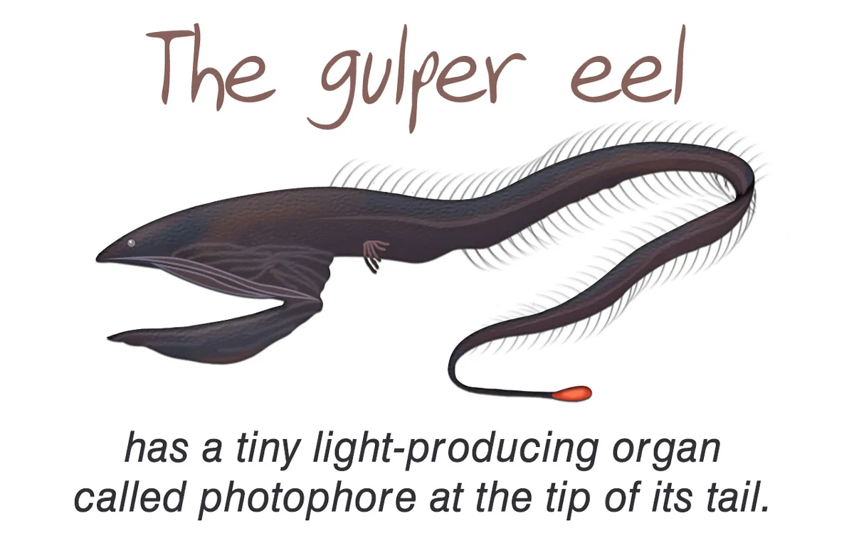 A gulper eel, showing its enormous hinged jaw and long slender body