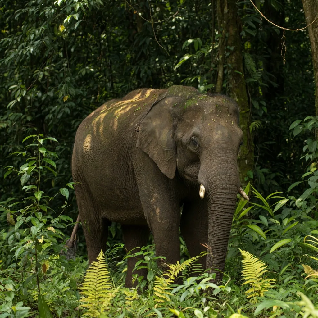 An African forest elephant in the dense Congo Basin rainforest