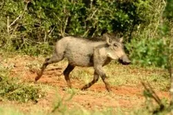 Bushpig
