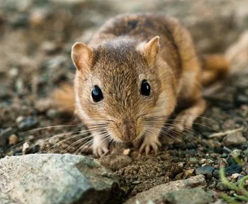 African Gerbil