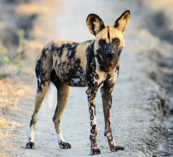African Wild Dog