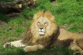 African Lion
