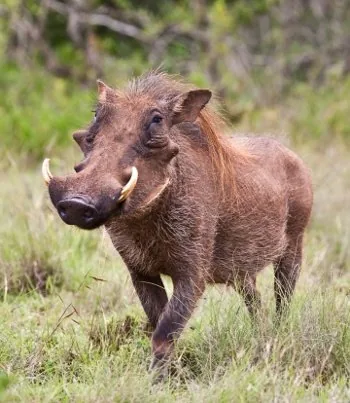 African Warthog