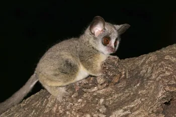 African Bushbaby