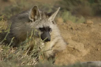 African  Aardwolf