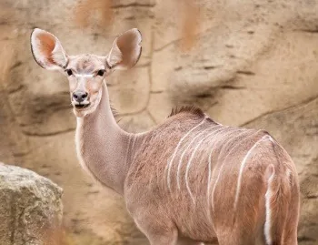 Lesser Kudu