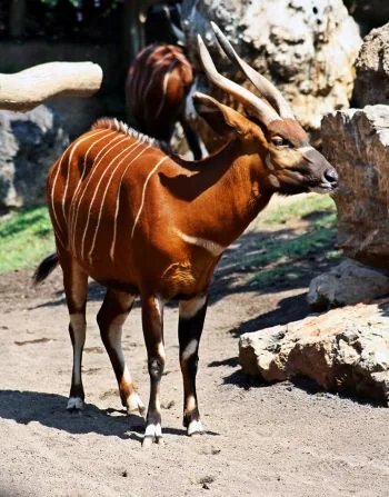 African Bongo