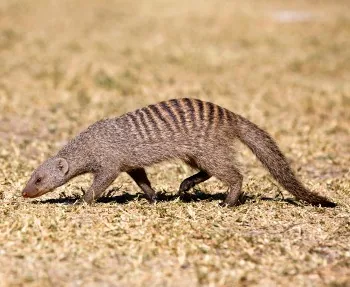 African Mongoose