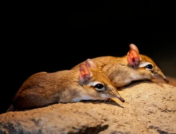 Cape Elephant Shrew