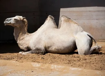 Camel  in dessert
