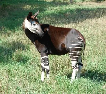 African Okapi