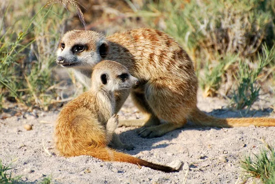 African Meerkats