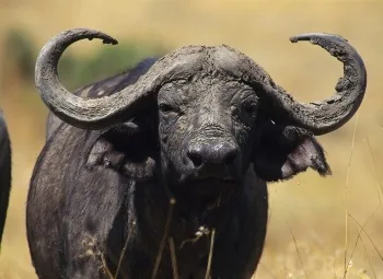 Buffalo
