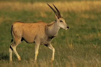 African Eland