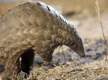 African Pangolin