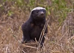Honey Badger