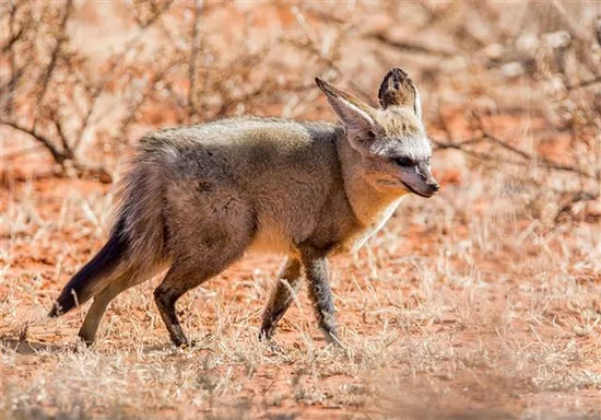 Bat-eared Fox