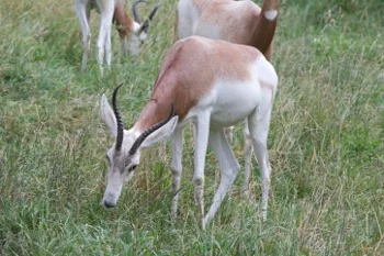 Addra Gazelle