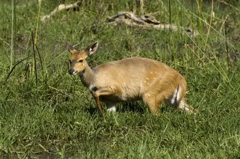 African Duiker