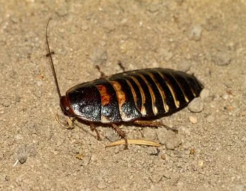 Madagascar Cockroach