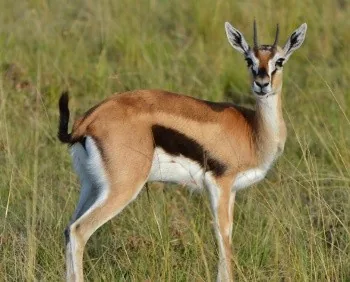 Thomsons Gazelle