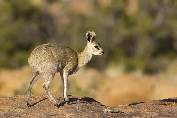 African Klipspringer