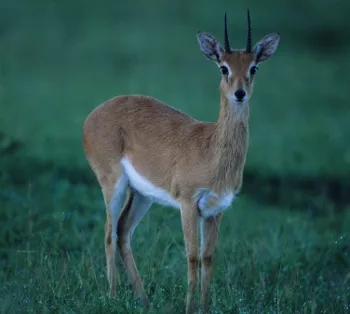 African Oribi