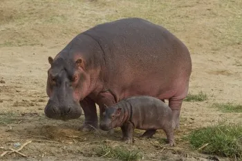 African Hippopotamus