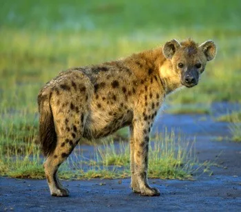 African Hyenas