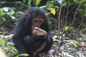 African chimpanzee