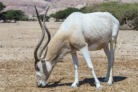 Curved Horned Antelope