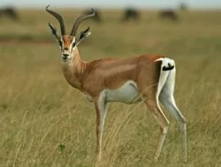 Grant Gazelle
