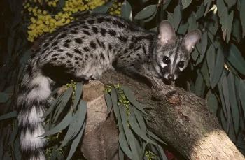 African Genet