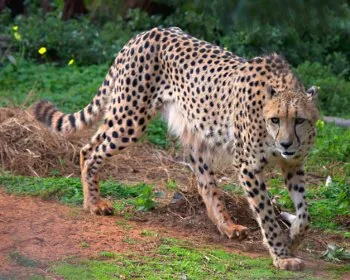 Cheetah
